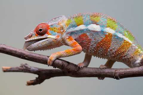 Holdbacks/Individuals: Ambilobe Offspring from "Lahiaivo-vorondolo" (AKA Son Owl) x "Fohy-mofo" (AKA Shortbread) - Hatched July 2025 - Male #2