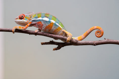 Holdbacks/Individuals: Ambilobe Offspring from "Lahiaivo-vorondolo" (AKA Son Owl) x "Fohy-mofo" (AKA Shortbread) - Hatched July 2025 - Male #2