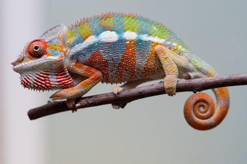 Holdbacks/Individuals: Ambilobe Offspring from "Lahiaivo-vorondolo" (AKA Son Owl) x "Fohy-mofo" (AKA Shortbread) - Hatched July 2025 - Male #2