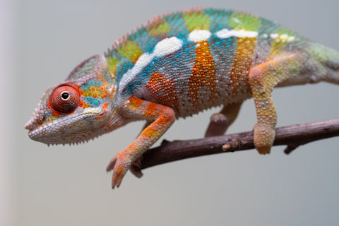 Holdbacks/Individuals: Ambilobe Offspring from "Lahiaivo-vorondolo" (AKA Son Owl) x "Fohy-mofo" (AKA Shortbread) - Hatched July 2025 - Male #2