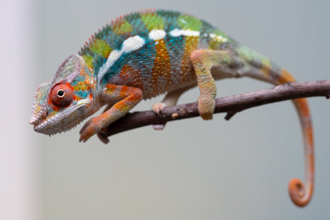 Holdbacks/Individuals: Ambilobe Offspring from "Lahiaivo-vorondolo" (AKA Son Owl) x "Fohy-mofo" (AKA Shortbread) - Hatched July 2025 - Male #2