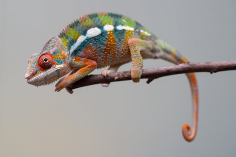 Holdbacks/Individuals: Ambilobe Offspring from "Lahiaivo-vorondolo" (AKA Son Owl) x "Fohy-mofo" (AKA Shortbread) - Hatched July 2025 - Male #2