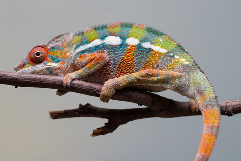 Holdbacks/Individuals: Ambilobe Offspring from "Lahiaivo-vorondolo" (AKA Son Owl) x "Fohy-mofo" (AKA Shortbread) - Hatched July 2025 - Male #2