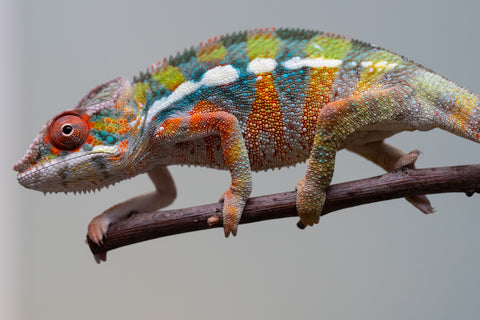 Holdbacks/Individuals: Ambilobe Offspring from "Lahiaivo-vorondolo" (AKA Son Owl) x "Fohy-mofo" (AKA Shortbread) - Hatched July 2025 - Male #2