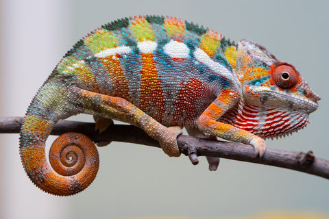 Holdbacks/Individuals: Ambilobe Offspring from "Lahiaivo-vorondolo" (AKA Son Owl) x "Fohy-mofo" (AKA Shortbread) - Hatched July 2025 - Male #2