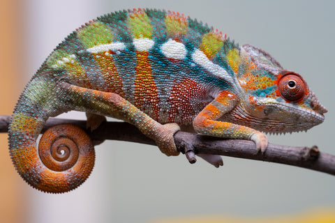 Holdbacks/Individuals: Ambilobe Offspring from "Lahiaivo-vorondolo" (AKA Son Owl) x "Fohy-mofo" (AKA Shortbread) - Hatched July 2025 - Male #2