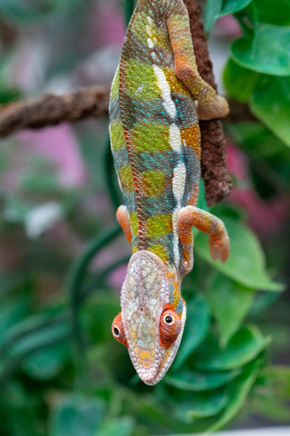 Holdbacks/Individuals: Ambilobe Offspring from "Lahiaivo-vorondolo" (AKA Son Owl) x "Fohy-mofo" (AKA Shortbread) - Hatched July 2025 - Male #2