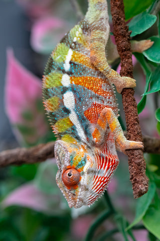 Holdbacks/Individuals: Ambilobe Offspring from "Lahiaivo-vorondolo" (AKA Son Owl) x "Fohy-mofo" (AKA Shortbread) - Hatched July 2025 - Male #2