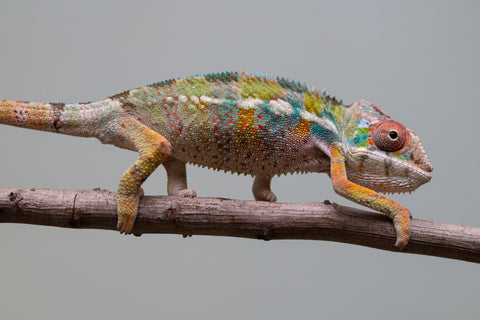 Holdbacks/Individuals: Ambilobe Offspring from "Lahiaivo-vorondolo" (AKA Son Owl) x "Fohy-mofo" (AKA Shortbread) - Hatched July 2025 - Male #3