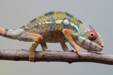 Holdbacks/Individuals: Ambilobe Offspring from "Lahiaivo-vorondolo" (AKA Son Owl) x "Fohy-mofo" (AKA Shortbread) - Hatched July 2025 - Male #3