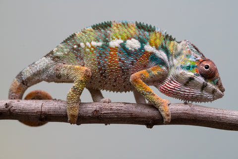 Holdbacks/Individuals: Ambilobe Offspring from "Lahiaivo-vorondolo" (AKA Son Owl) x "Fohy-mofo" (AKA Shortbread) - Hatched July 2025 - Male #3