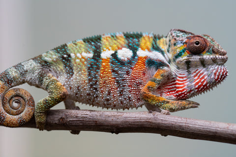 Holdbacks/Individuals: Ambilobe Offspring from "Lahiaivo-vorondolo" (AKA Son Owl) x "Fohy-mofo" (AKA Shortbread) - Hatched July 2025 - Male #3