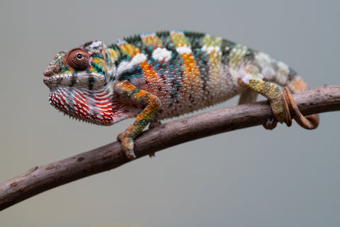 Holdbacks/Individuals: Ambilobe Offspring from "Lahiaivo-vorondolo" (AKA Son Owl) x "Fohy-mofo" (AKA Shortbread) - Hatched July 2025 - Male #3