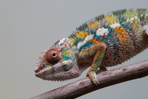 Holdbacks/Individuals: Ambilobe Offspring from "Lahiaivo-vorondolo" (AKA Son Owl) x "Fohy-mofo" (AKA Shortbread) - Hatched July 2025 - Male #3