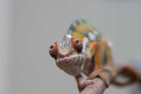 Holdbacks/Individuals: Ambilobe Offspring from "Lahiaivo-vorondolo" (AKA Son Owl) x "Fohy-mofo" (AKA Shortbread) - Hatched July 2025 - Male #3