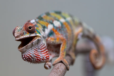 Holdbacks/Individuals: Ambilobe Offspring from "Lahiaivo-vorondolo" (AKA Son Owl) x "Fohy-mofo" (AKA Shortbread) - Hatched July 2025 - Male #3