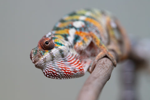 Holdbacks/Individuals: Ambilobe Offspring from "Lahiaivo-vorondolo" (AKA Son Owl) x "Fohy-mofo" (AKA Shortbread) - Hatched July 2025 - Male #3