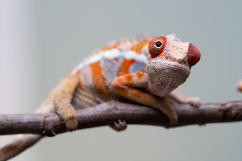 Holdbacks/Individuals: Ambilobe Offspring from "Lahiaivo-vorondolo" (AKA Son Owl) x "Fohy-mofo" (AKA Shortbread) - Hatched July 2025 - Male #4