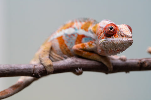 Holdbacks/Individuals: Ambilobe Offspring from "Lahiaivo-vorondolo" (AKA Son Owl) x "Fohy-mofo" (AKA Shortbread) - Hatched July 2025 - Male #4