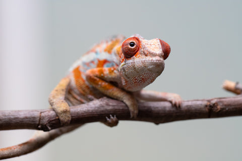 Holdbacks/Individuals: Ambilobe Offspring from "Lahiaivo-vorondolo" (AKA Son Owl) x "Fohy-mofo" (AKA Shortbread) - Hatched July 2025 - Male #4