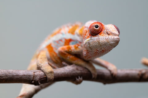 Holdbacks/Individuals: Ambilobe Offspring from "Lahiaivo-vorondolo" (AKA Son Owl) x "Fohy-mofo" (AKA Shortbread) - Hatched July 2025 - Male #4