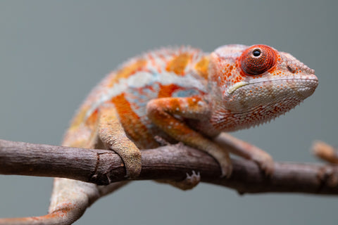 Holdbacks/Individuals: Ambilobe Offspring from "Lahiaivo-vorondolo" (AKA Son Owl) x "Fohy-mofo" (AKA Shortbread) - Hatched July 2025 - Male #4