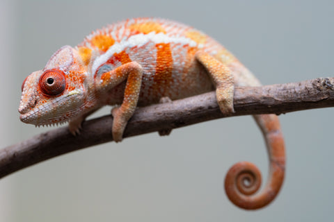 Holdbacks/Individuals: Ambilobe Offspring from "Lahiaivo-vorondolo" (AKA Son Owl) x "Fohy-mofo" (AKA Shortbread) - Hatched July 2025 - Male #4