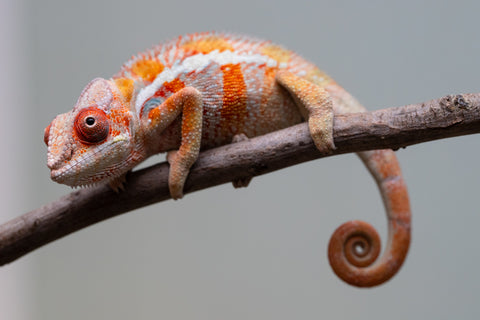 Holdbacks/Individuals: Ambilobe Offspring from "Lahiaivo-vorondolo" (AKA Son Owl) x "Fohy-mofo" (AKA Shortbread) - Hatched July 2025 - Male #4