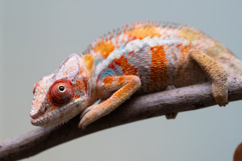 Holdbacks/Individuals: Ambilobe Offspring from "Lahiaivo-vorondolo" (AKA Son Owl) x "Fohy-mofo" (AKA Shortbread) - Hatched July 2025 - Male #4