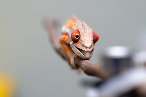 Holdbacks/Individuals: Ambilobe Offspring from "Lahiaivo-vorondolo" (AKA Son Owl) x "Fohy-mofo" (AKA Shortbread) - Hatched July 2025 - Male #4