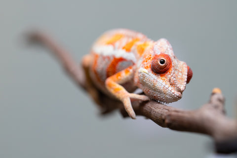 Holdbacks/Individuals: Ambilobe Offspring from "Lahiaivo-vorondolo" (AKA Son Owl) x "Fohy-mofo" (AKA Shortbread) - Hatched July 2025 - Male #4