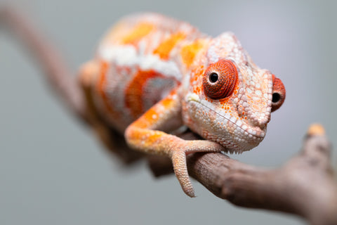 Holdbacks/Individuals: Ambilobe Offspring from "Lahiaivo-vorondolo" (AKA Son Owl) x "Fohy-mofo" (AKA Shortbread) - Hatched July 2025 - Male #4