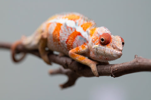 Holdbacks/Individuals: Ambilobe Offspring from "Lahiaivo-vorondolo" (AKA Son Owl) x "Fohy-mofo" (AKA Shortbread) - Hatched July 2025 - Male #4