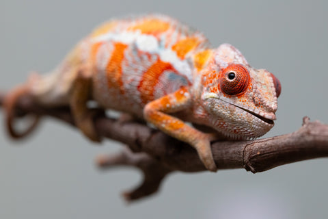 Holdbacks/Individuals: Ambilobe Offspring from "Lahiaivo-vorondolo" (AKA Son Owl) x "Fohy-mofo" (AKA Shortbread) - Hatched July 2025 - Male #4