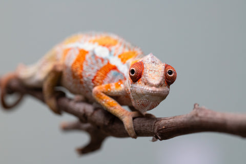 Holdbacks/Individuals: Ambilobe Offspring from "Lahiaivo-vorondolo" (AKA Son Owl) x "Fohy-mofo" (AKA Shortbread) - Hatched July 2025 - Male #4