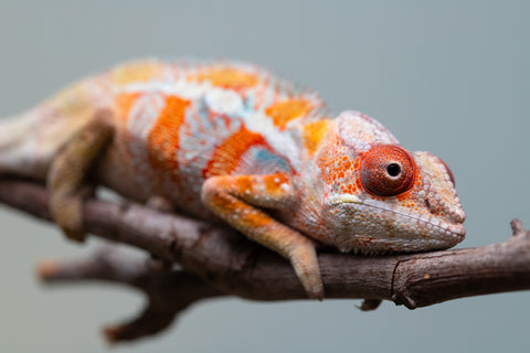 Holdbacks/Individuals: Ambilobe Offspring from "Lahiaivo-vorondolo" (AKA Son Owl) x "Fohy-mofo" (AKA Shortbread) - Hatched July 2025 - Male #4