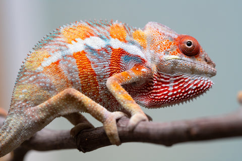 Holdbacks/Individuals: Ambilobe Offspring from "Lahiaivo-vorondolo" (AKA Son Owl) x "Fohy-mofo" (AKA Shortbread) - Hatched July 2025 - Male #4