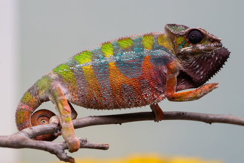 Holdbacks/Individuals: Ambilobe Offspring from "Lahiaivo-vorondolo" (AKA Son Owl) x "Fohy-mofo" (AKA Shortbread) - Hatched July 2025 - Male #5