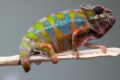 Holdbacks/Individuals: Ambilobe Offspring from "Lahiaivo-vorondolo" (AKA Son Owl) x "Fohy-mofo" (AKA Shortbread) - Hatched July 2025 - Male #5