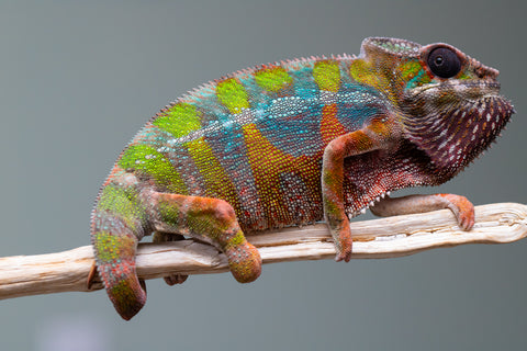 Holdbacks/Individuals: Ambilobe Offspring from "Lahiaivo-vorondolo" (AKA Son Owl) x "Fohy-mofo" (AKA Shortbread) - Hatched July 2025 - Male #5