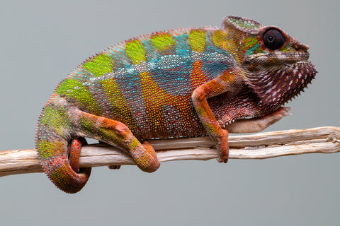 Holdbacks/Individuals: Ambilobe Offspring from "Lahiaivo-vorondolo" (AKA Son Owl) x "Fohy-mofo" (AKA Shortbread) - Hatched July 2025 - Male #5