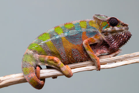 Holdbacks/Individuals: Ambilobe Offspring from "Lahiaivo-vorondolo" (AKA Son Owl) x "Fohy-mofo" (AKA Shortbread) - Hatched July 2025 - Male #5