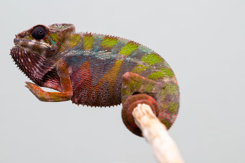 Holdbacks/Individuals: Ambilobe Offspring from "Lahiaivo-vorondolo" (AKA Son Owl) x "Fohy-mofo" (AKA Shortbread) - Hatched July 2025 - Male #5