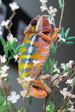 Holdbacks/Individuals: Ambilobe Offspring from "Lahiaivo-vorondolo" (AKA Son Owl) x "Fohy-mofo" (AKA Shortbread) - Hatched July 2025 - Male #5