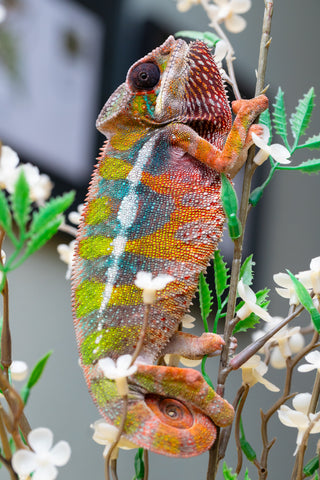 Holdbacks/Individuals: Ambilobe Offspring from "Lahiaivo-vorondolo" (AKA Son Owl) x "Fohy-mofo" (AKA Shortbread) - Hatched July 2025 - Male #5