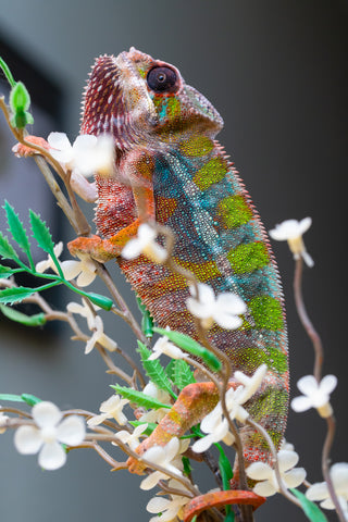 Holdbacks/Individuals: Ambilobe Offspring from "Lahiaivo-vorondolo" (AKA Son Owl) x "Fohy-mofo" (AKA Shortbread) - Hatched July 2025 - Male #5