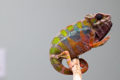 Holdbacks/Individuals: Ambilobe Offspring from "Lahiaivo-vorondolo" (AKA Son Owl) x "Fohy-mofo" (AKA Shortbread) - Hatched July 2025 - Male #5