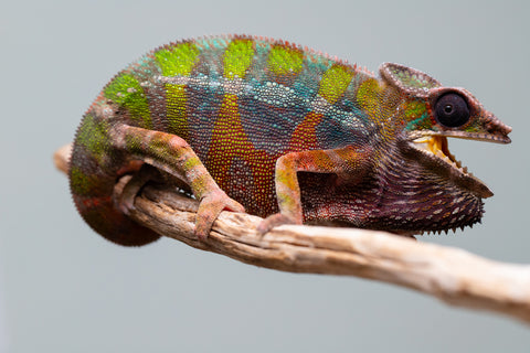 Holdbacks/Individuals: Ambilobe Offspring from "Lahiaivo-vorondolo" (AKA Son Owl) x "Fohy-mofo" (AKA Shortbread) - Hatched July 2025 - Male #5