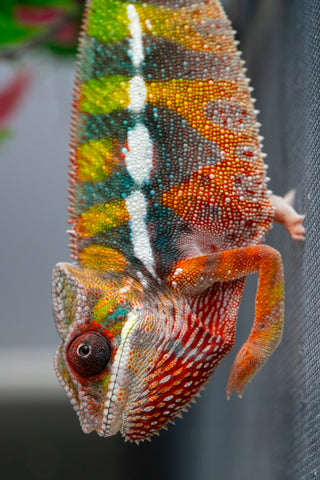 Holdbacks/Individuals: Ambilobe Offspring from "Lahiaivo-vorondolo" (AKA Son Owl) x "Fohy-mofo" (AKA Shortbread) - Hatched July 2025 - Male #5