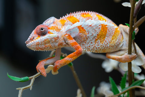 Holdbacks/Individuals: "Pick of Litter" Ambilobe Offspring from "Lahiaivo-vorondolo" (AKA Son Owl) x "Fohy-mofo" (AKA Shortbread) - Hatched July 2025 - Male #6